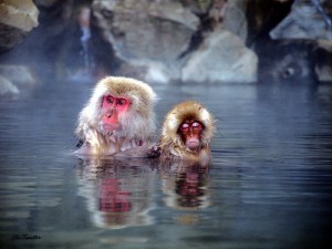 温泉に浸かる2匹の猿