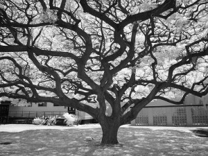 白黒写真の木