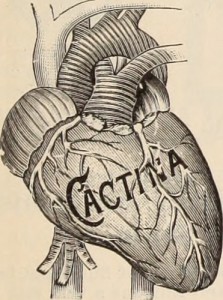 心臓の絵『CACTINA』と書かれている