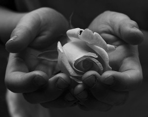 両手ですくうように薔薇の花を持つ白黒写真