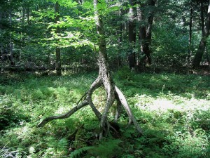 木の化け物のように根が交差する木