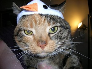鳥の顔が描かれた帽子を被らされた猫