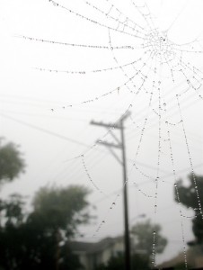 雨の雫が蜘蛛の巣についた白黒写真