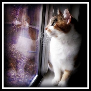 ガラスに映るネコと猫