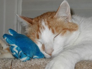 亀のぬいぐるみを枕にして寝る猫