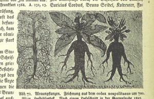 マンドラゴラ風の人の形をした根っこを持つ植物が描かれた西洋の新聞