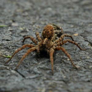 道路を歩く茶色の蜘蛛