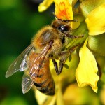 花の蜜を吸う一匹のハチ